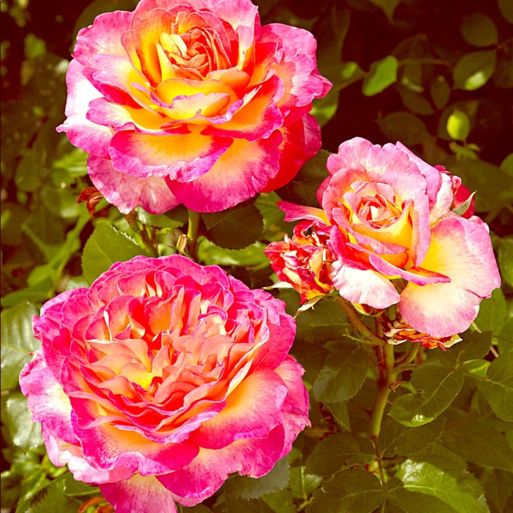 😱💜 EVERYTHING MUST GO 💜😱